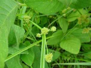 异形莎草