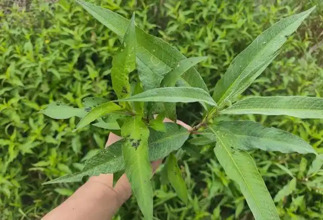 鸭舌草